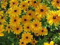 Prairie Sun Rudbeckia / Rudbeckia hirta 